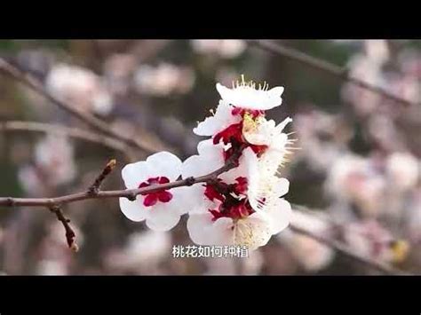 種桃花風水|【桃花樹風水】桃花樹風水：古代風水禁忌與現代居家桃花指南